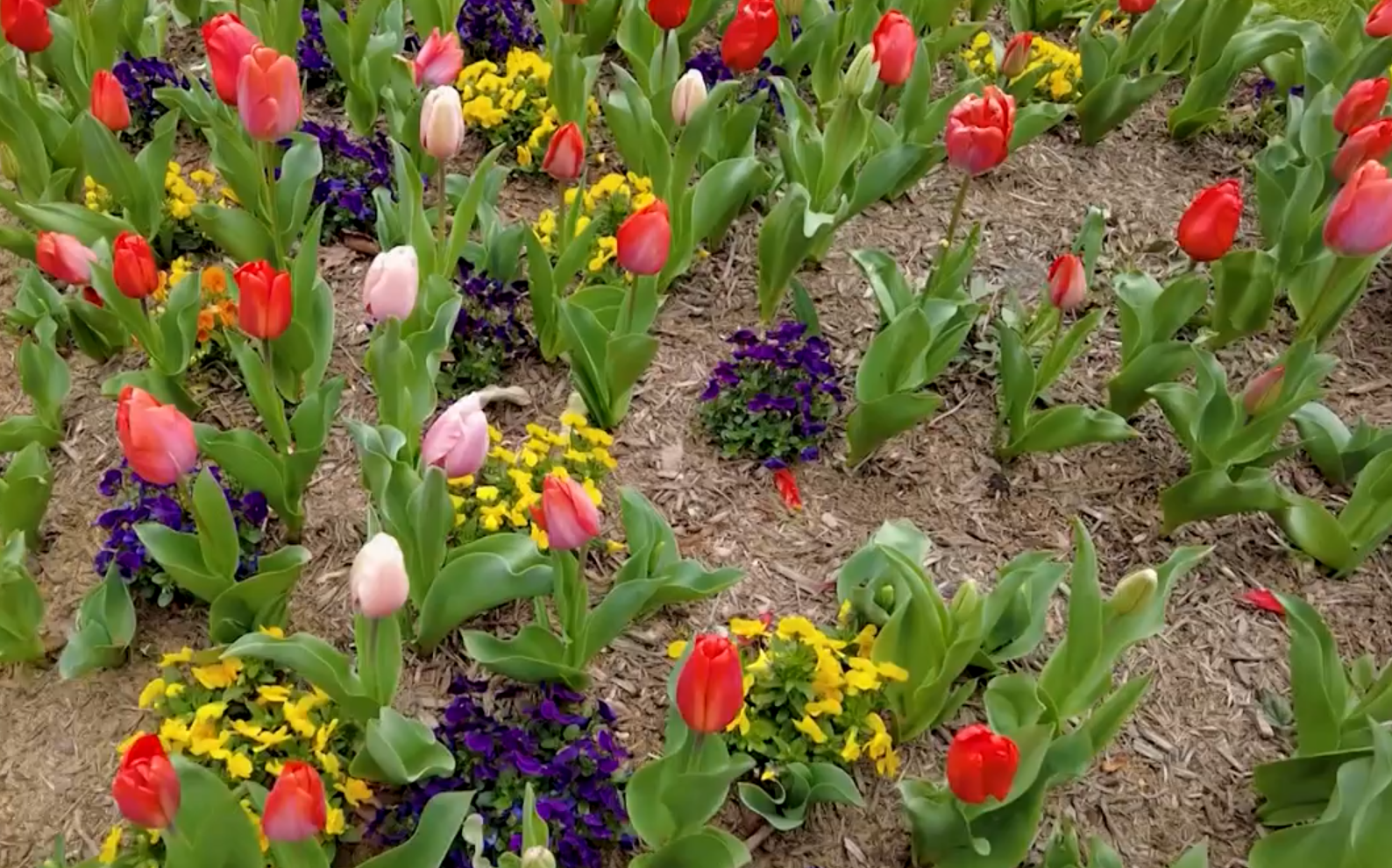 Lewes in Bloom Fundraiser set for Thursday